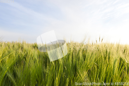 Image of Field with barley green sky