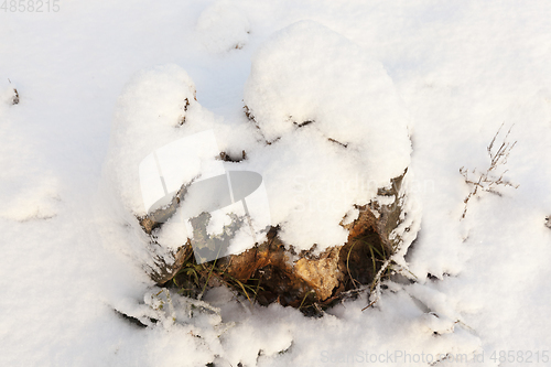 Image of firewood piles in spring birch forest