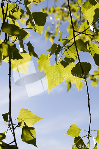 Image of Trees spring birch lighting back