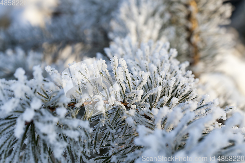 Image of Trees under frost pine branches