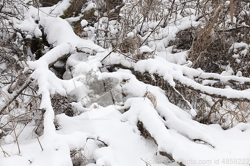 Image of Snow drifts in winter tree