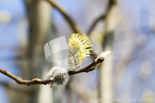 Image of Blossoming pussy-willow