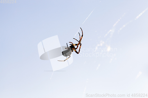 Image of Silhouette of a spider