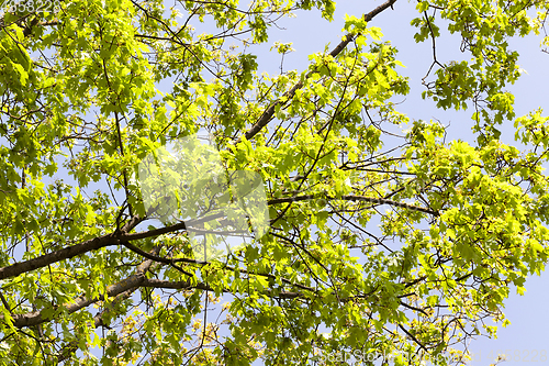 Image of maple tree spring leaves