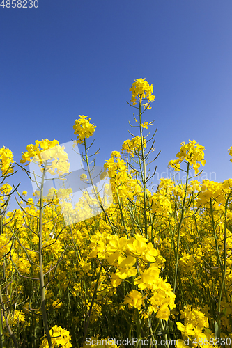 Image of yellow rapeseed field