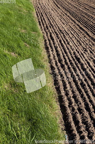 Image of cereal field