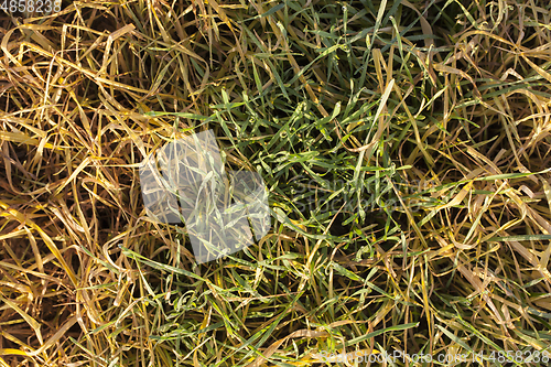 Image of green and yellow wheat