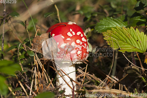 Image of fly agaric