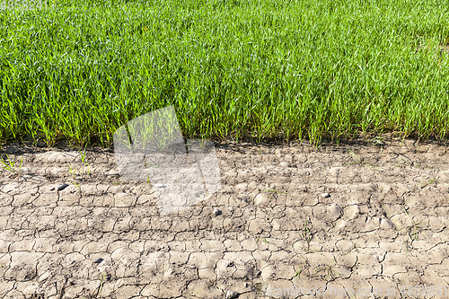 Image of wheat edge field