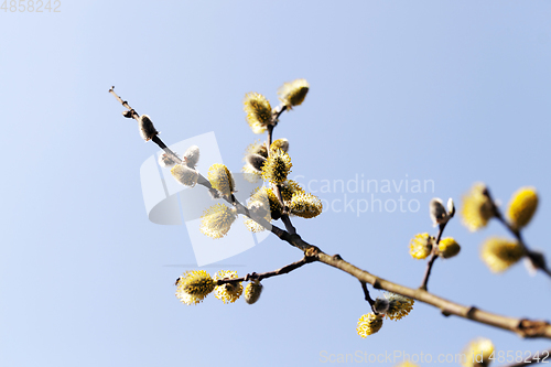 Image of Blossoming pussy-willow tree
