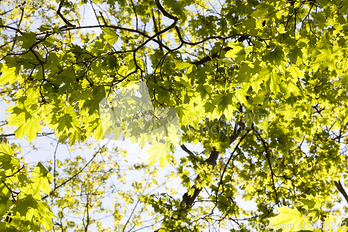 Image of spring maple