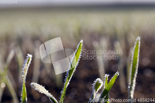 Image of Green grass close-up drop