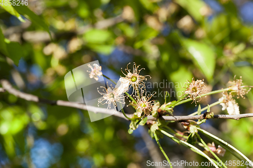 Image of empty cherry flowers
