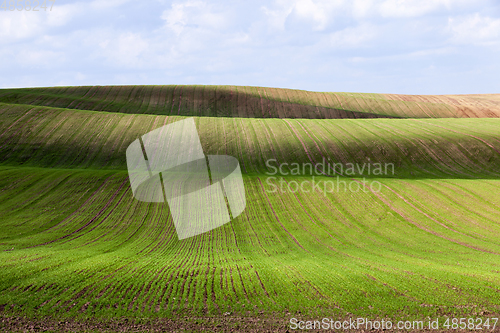 Image of field wheat