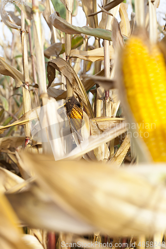 Image of Mature corn open field