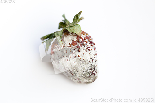 Image of mold on a strawberry