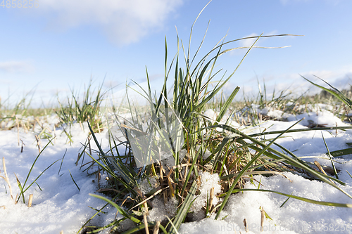 Image of Green wheat in winter