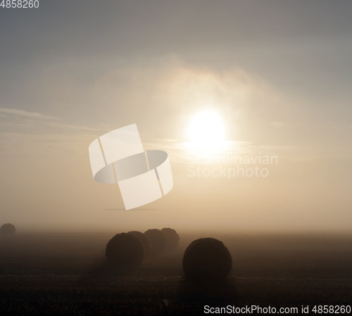 Image of bales of wheat straw