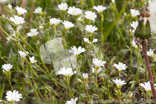 Image of White flowers