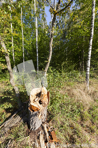 Image of birch forest summer