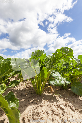 Image of field of sugar beet