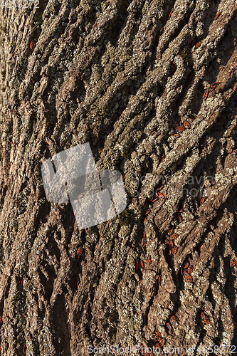 Image of bark tree and bug soldier