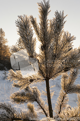 Image of Pines in the Winter