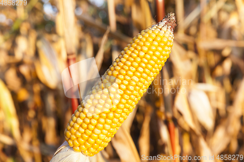 Image of corn on agricultural field