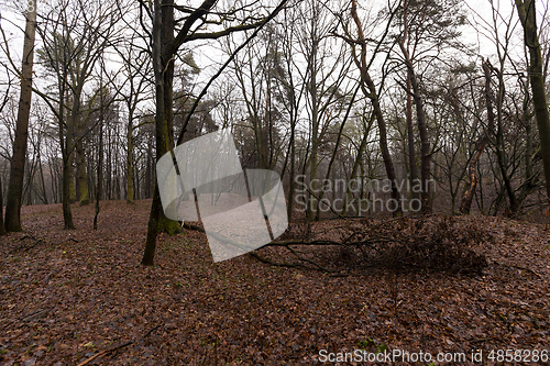 Image of Forest in autumn