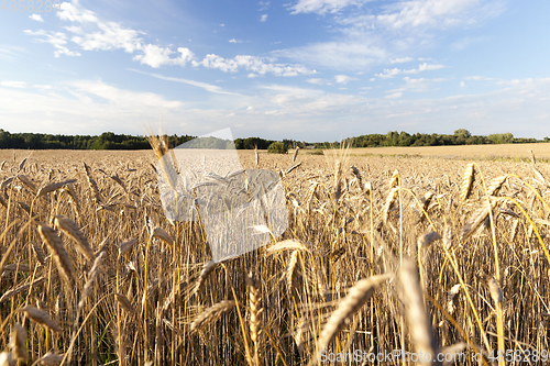 Image of wheat field