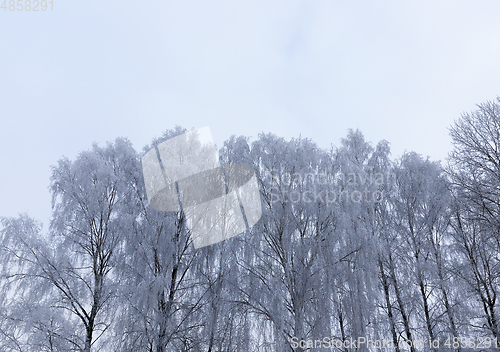 Image of winter forest