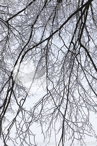 Image of trees covered with hoarfrost