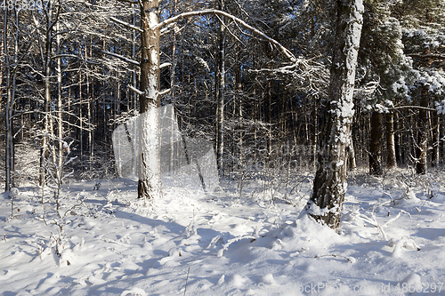 Image of Forest in winter