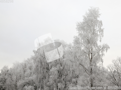 Image of Photographed winter forest