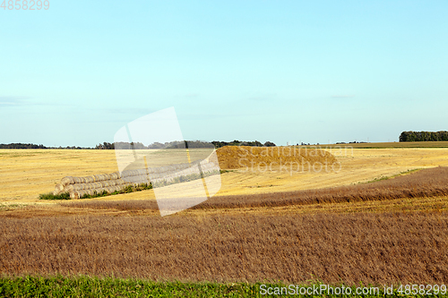 Image of harvesting cereal stack bales