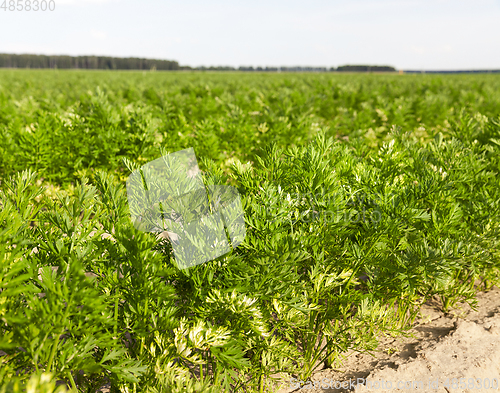 Image of green leaves of carrots