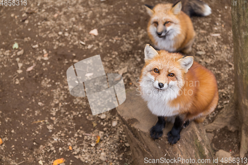 Image of Fox looking up