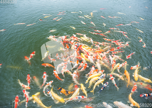 Image of Koi fish in the pond