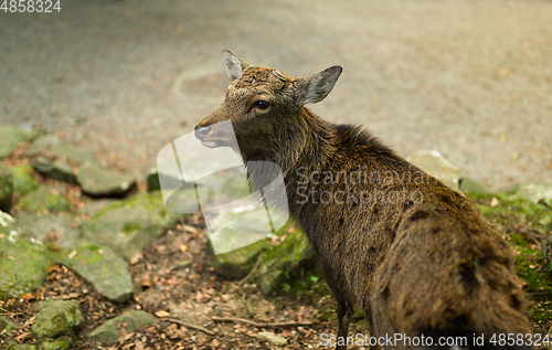 Image of Stag Deer