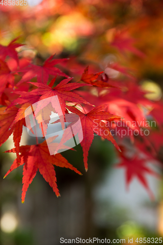Image of Red japanese maple 