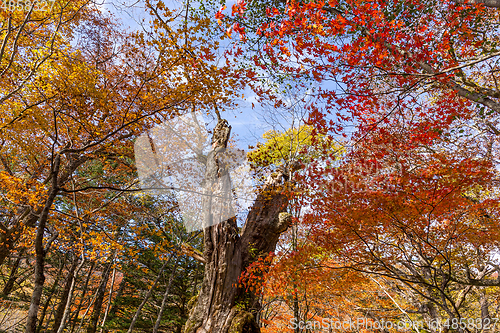 Image of Fall foliage 