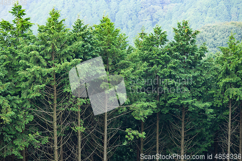 Image of Evergreen Forest 