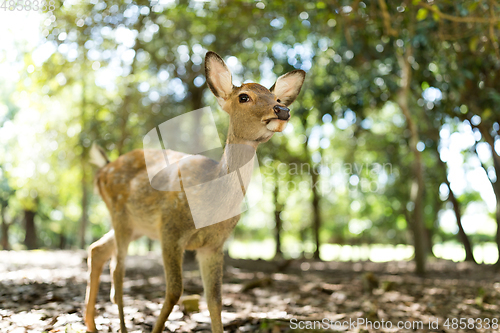 Image of Little Deer