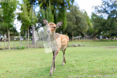 Image of Deer fawn walking in a park