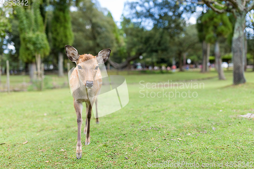 Image of Young Deer walking in a park