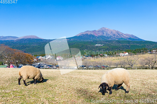 Image of Sheep farm with mount Kirishima