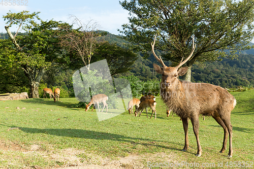 Image of Deer in Mount Wakakusa
