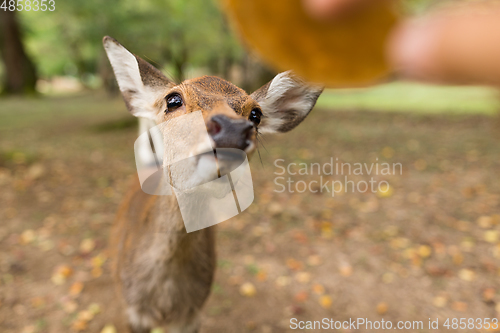 Image of Feeding little lovely deer