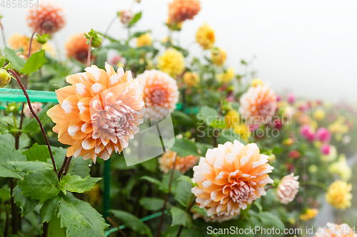 Image of Chrysanthemums in autumn