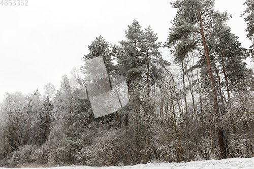 Image of Trees in winter